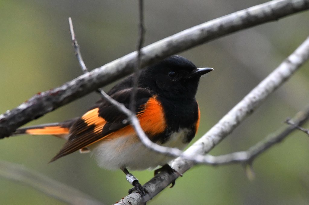 Warbler, American Redstart, 2017-05075420 Parker River NWR, MA.JPG - American Redstart. Parker River National Wildlife Refuge, MA, 5-7-2017